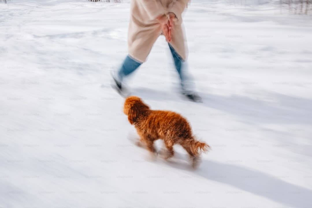 距城区缺乏10公里！雪豹现身拉萨近郊